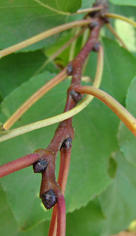 Sviluppo vegetale dell'' albicocco Prunus armeniaca